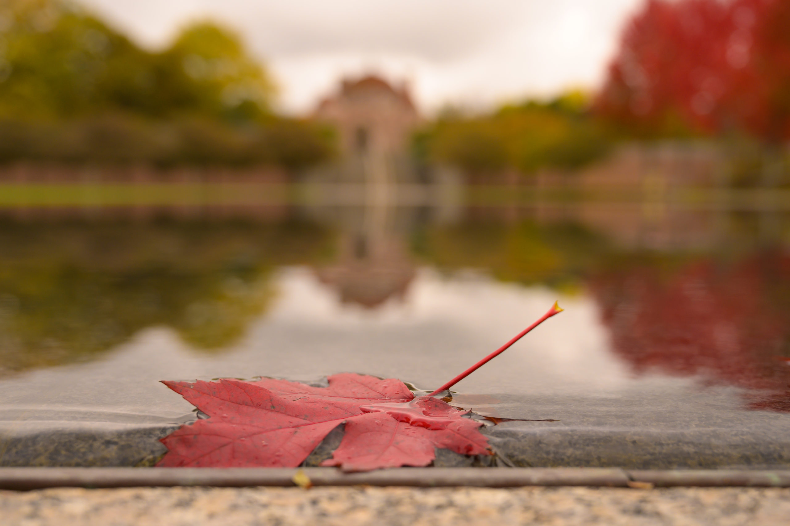 2019 Fall Colors Tour at Lakewood Cemetery. Photo by Bre McGee.