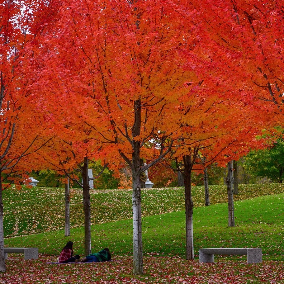 Visitors enjoying Lakewood under trees in the Fall
