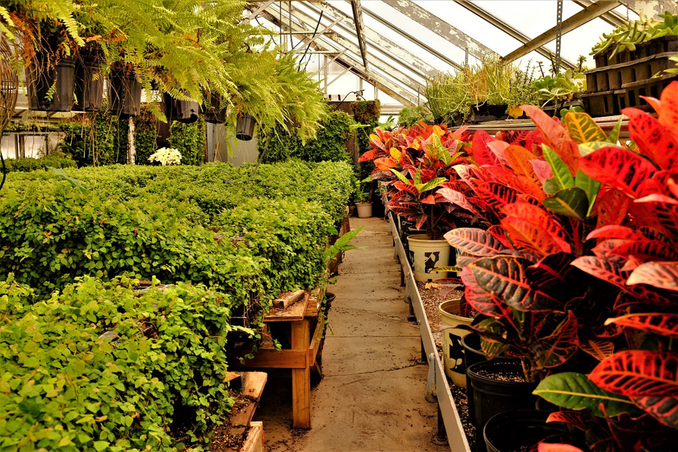 greenhouse-feb1