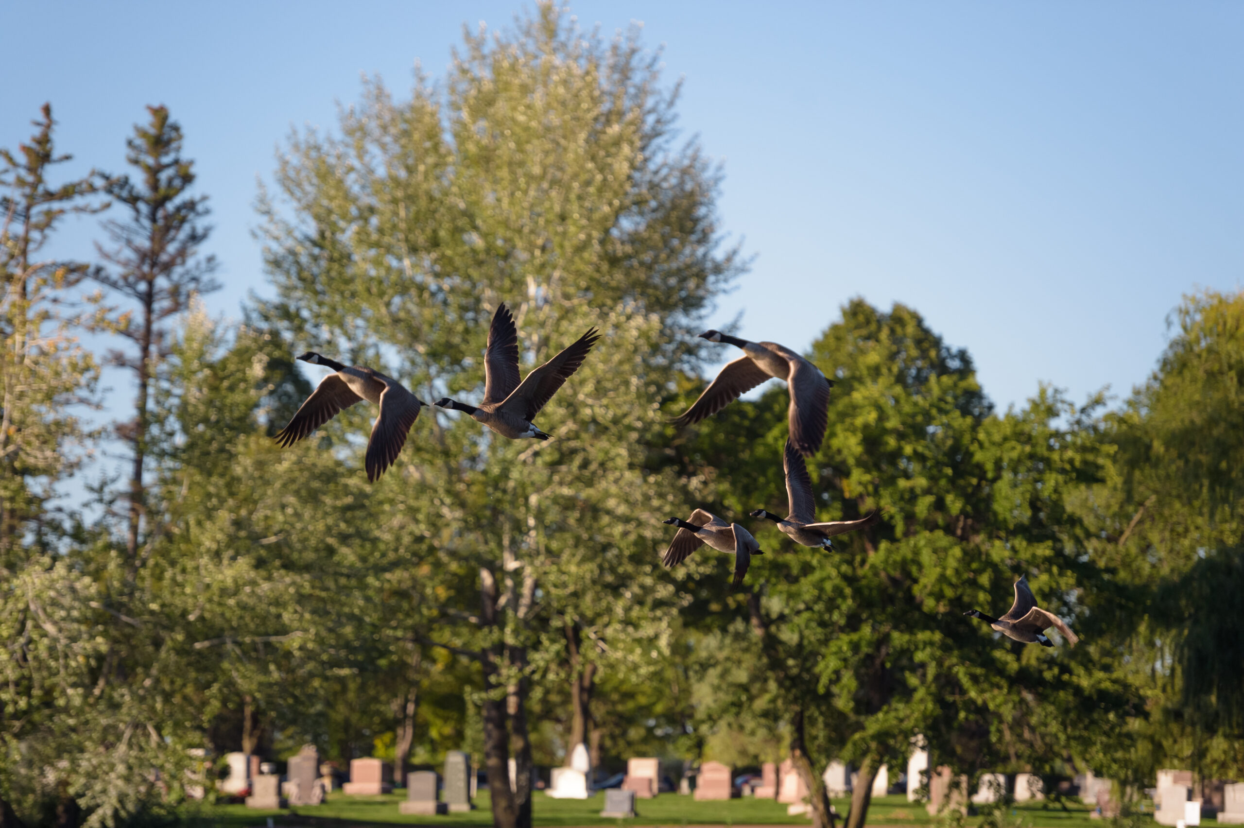 Lakewood Cemetery - Lantern Release 2021